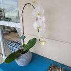 Vaso De Planta Decorativo Pequeno Redondo De Polietileno 15x2