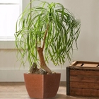 Vaso De Planta Em Polietileno Design Grafiato Sem Furos Na Ba