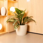 Vaso de Planta Mdio de Plstico 30x38cm com Prato Areia Geolia