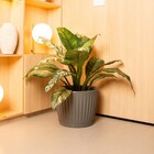 Vaso de Planta Mdio de Plstico 30x38cm com Prato Cinza Geolia