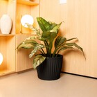 Vaso de Planta Mdio de Plstico 30x38cm com Prato Preto Geolia