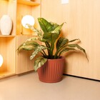 Vaso de Planta Mdio de Plstico 30x38cm com Prato Terracota Geolia