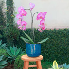 Vaso de Planta Pequeno em Cerâmica 9x15,2cm Azul|Preto Orquídea Cerâmica Artística