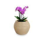 Vaso De Planta Redondo15x20 Vbf15 Areia - Foster