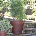 Vaso de Plástico Essencial 41x46cm Marrom Japi