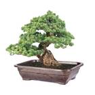 Vaso De Plástico Para Cultivo De Bonsai Médio Nutriplan Cor C