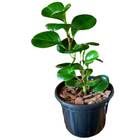 Vaso De Plástico Redondo N10 Nutriplan Cor Preto