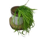 Vaso Decorativo De Cerâmica Estampa Moderna Com Planta Caída