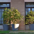 Vaso Decorativo De Plástico Baixo Linea 67cmx78cm Japi