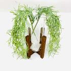 Vaso Decorativo De Vidro Com Tripé De Madeira E Planta Caída