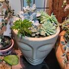 Vaso Face Mulher 25 (7L) Cor Cimento NUTRIPLAN