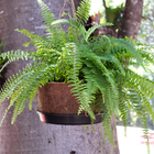 Vaso Fibra de Coco Marrom n15 Coquim