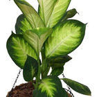 Vaso Fibra De Coco Suspenso 30cm Com Suporte Para Jardim