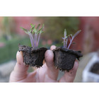 Vaso Fibra Sementeira 48 Biodegradável Marrom  Nagmobio