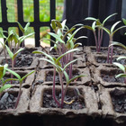 Vaso Fibra Sementeira 48 Biodegradável Marrom  Nagmobio