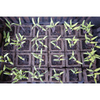 Vaso Fibra Sementeira 48 Biodegradável Marrom  Nagmobio