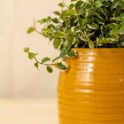 Vaso Glaze Amarelo M