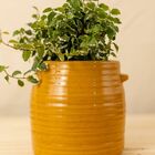 Vaso Glaze Amarelo M