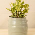 Vaso Glaze Verde M