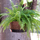 Vaso Grande Fibra De Côco Completo Para Pendurar