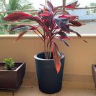 Vaso Grande para Plantas Preto 38x33cm