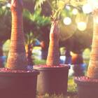 Vaso Hercules 100 (100l) Cor Cimento Nutriplan