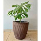 Vaso Infinity Redondo N 29 Nutriplan Tabaco