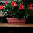 Vaso Jardineira Com Prato 35 Cm Nutriplan Cor Preto