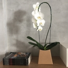 Vaso Kraft Papel Bege 12x12cm Albano