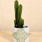 Vaso Ladrilho Verde P