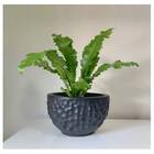 Vaso Luna Redondo 17 Nutriplan Preto