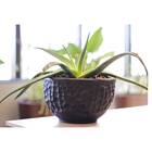 Vaso Luna Redondo 17 Nutriplan Preto