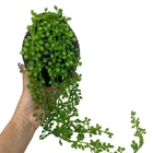 Vaso Médio Preto De Cerâmica Com Planta Artificial Caída