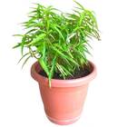 Vaso Milano Prato Anti-dengue (m-28,5x24) Cerâmica Riqueplás