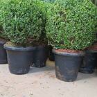 Vaso Milano Sem Prato (m-28,5x24) Preto Riqueplás