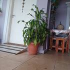 Vaso Milano Sem Prato (p-20,5x18,5) Cor Cerâmica Riqueplás