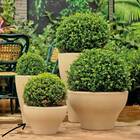 Vaso Ming Redondo Baixo 23 (12l) Cor Areia Nutriplan