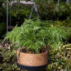 Vaso Nutricoco Completo 04 Natural