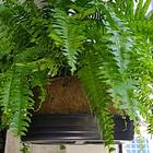 Vaso Nutricoco Completo 04 Natural