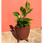 Vaso P/ Flores 20cm Com Tripé De Madeira Plantas Decorativas