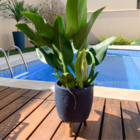 Vaso P/ Flores 20cm Com Tripé De Madeira Plantas Decorativas