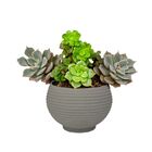 Vaso Para Plantas - Bolonha Pedra