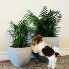 Vaso Paranoá (47x38) Antique Cimento Vasart