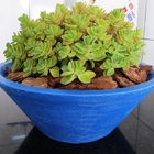 Vaso Planta 40x15 Bacia De Mesa Polietileno - Azul Arara 009