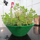 Vaso Planta 40x15 Bacia De Mesa Polietileno - Verde Bandeira