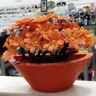 Vaso Planta 40x15 Parede Polietileno - Laranja Sunset 010