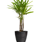 Vaso Planta 40x40 Oval Moderno Polietileno - Marrom Cafe 003