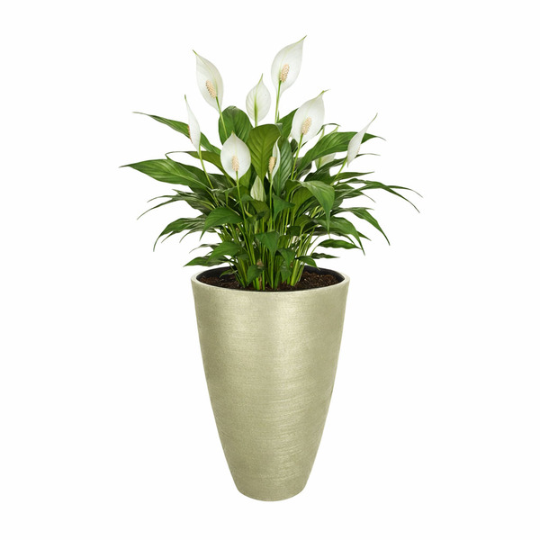 Vaso Planta 45x30 Oval Moderno Polietileno - Areia 001