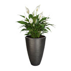 Vaso Planta 45x30 Oval Moderno Polietileno - Branco 006