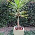 Vaso Planta 45x35 Moderno Trapézio Polietileno - Areia 001